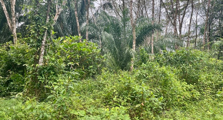 For sale land in Mueang Phangnga, Phang Nga