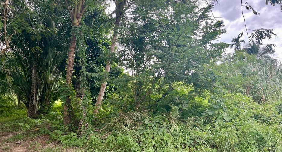 For sale land in Mueang Phangnga, Phang Nga