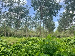 ขาย ที่ดิน ใน ตะกั่วทุ่ง, พังงา