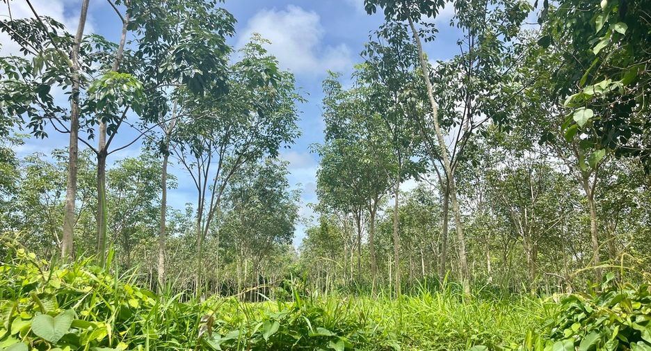ขาย ที่ดิน ใน ตะกั่วทุ่ง, พังงา