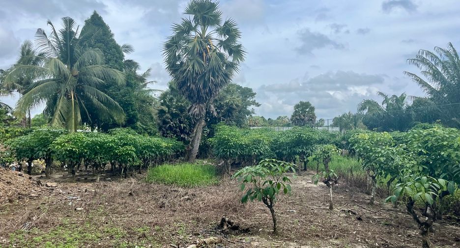 For sale land in Takua Thung, Phang Nga