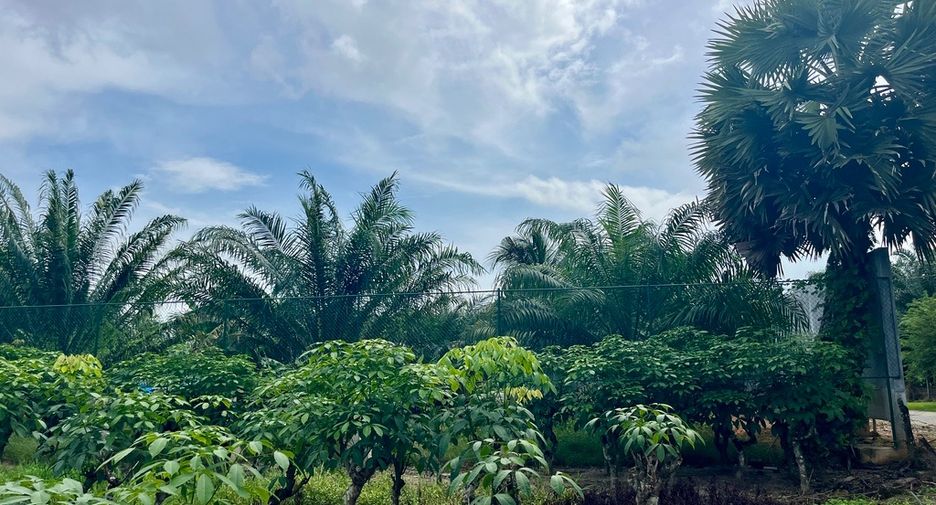 For sale land in Takua Thung, Phang Nga