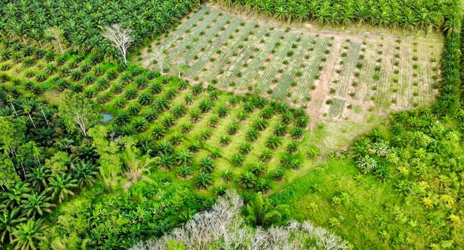 For sale land in Thai Mueang, Phang Nga