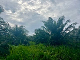 ขาย ที่ดิน ใน เมืองพังงา, พังงา