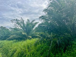 ขาย ที่ดิน ใน เมืองพังงา, พังงา