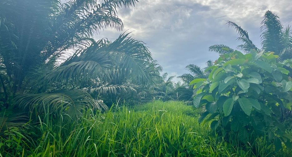 For sale land in Mueang Phangnga, Phang Nga