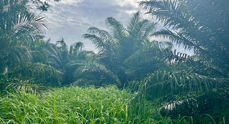 For sale land in Mueang Phangnga, Phang Nga