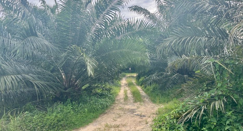 For sale land in Mueang Phangnga, Phang Nga