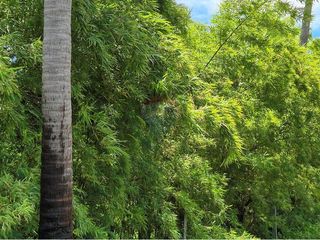 出售 土地 在 Koh Phangan, 素叻