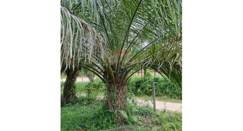 Продажа Участок в Thung Song, Nakhon Si Thammarat