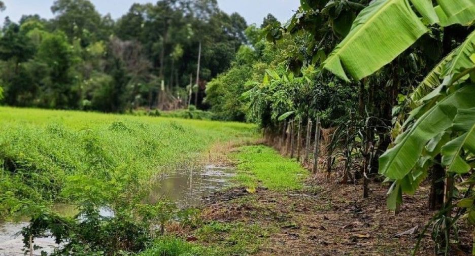For sale land in Nong Chang, Uthai Thani