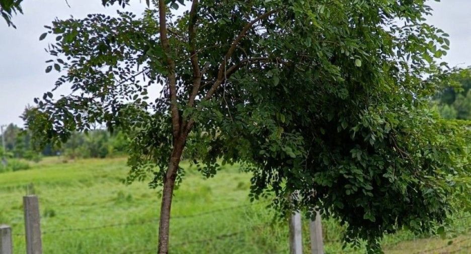 For sale land in Nong Chang, Uthai Thani