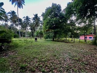 For sale land in Tha Sala, Nakhon Si Thammarat