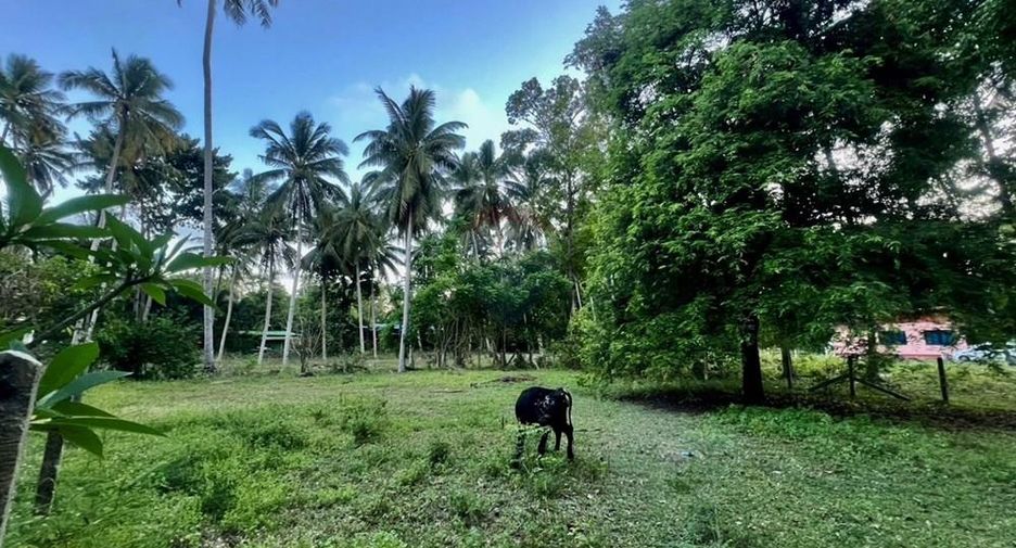 For sale land in Tha Sala, Nakhon Si Thammarat