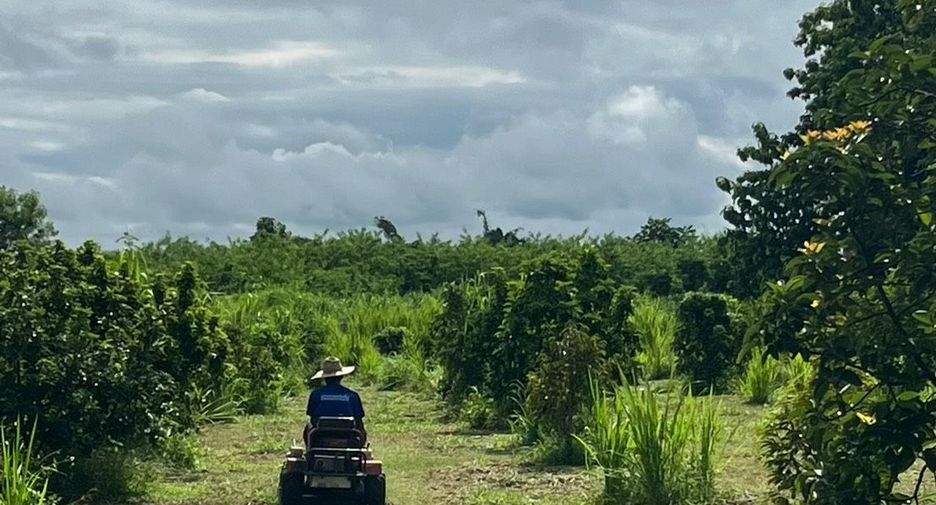 For sale land in Mae Wang, Chiang Mai