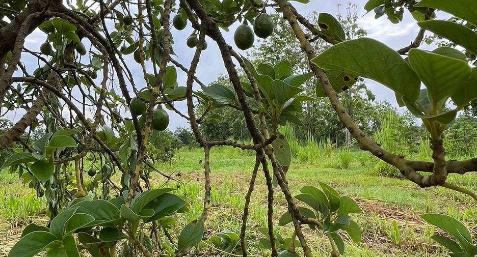 For sale land in Mae Wang, Chiang Mai