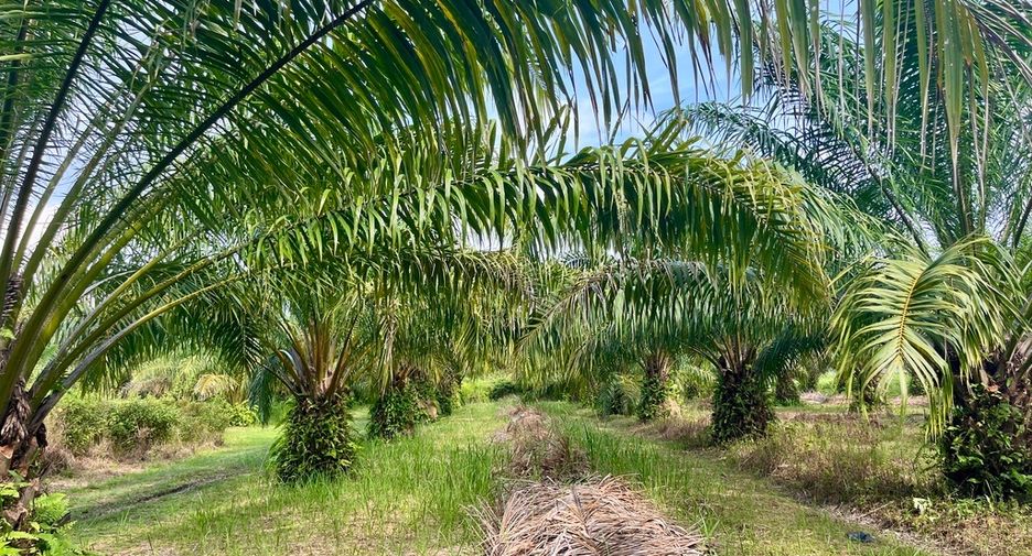Grundstück zum Kauf in Takua Thung, Phang Nga