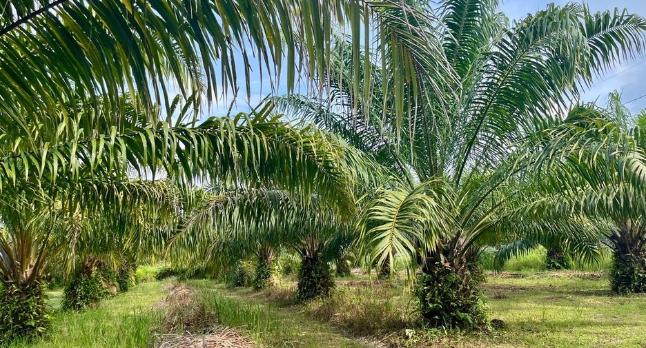 Grundstück zum Kauf in Takua Thung, Phang Nga