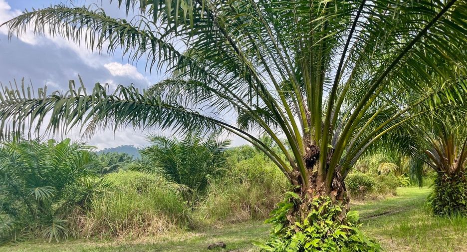 Grundstück zum Kauf in Takua Thung, Phang Nga
