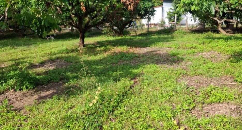 For sale land in Khun Tan, Chiang Rai