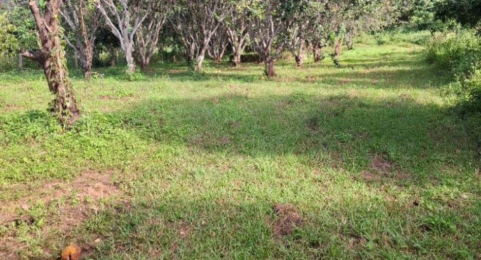 For sale land in Khun Tan, Chiang Rai