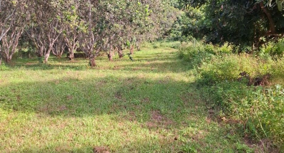 For sale land in Khun Tan, Chiang Rai