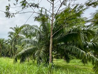 For sale land in Mueang Krabi, Krabi