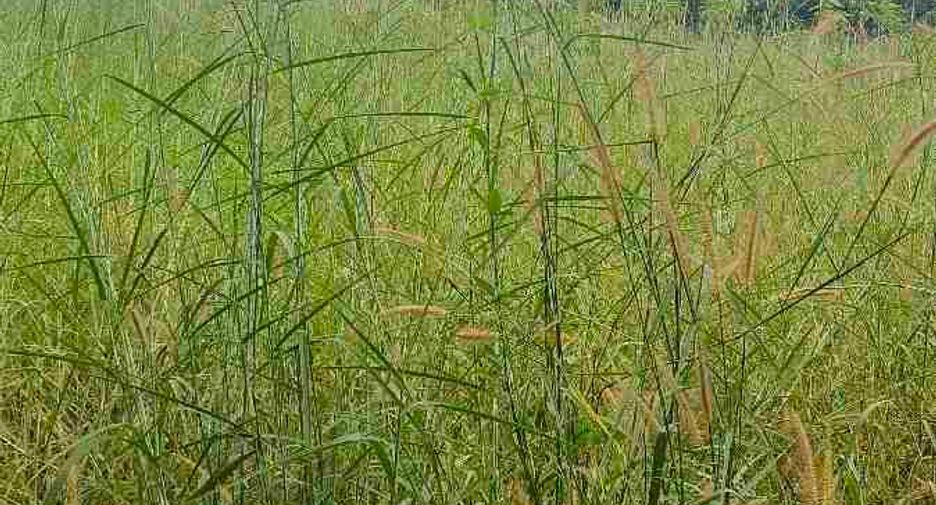 Terreno en venta en Ban Chang, Rayong