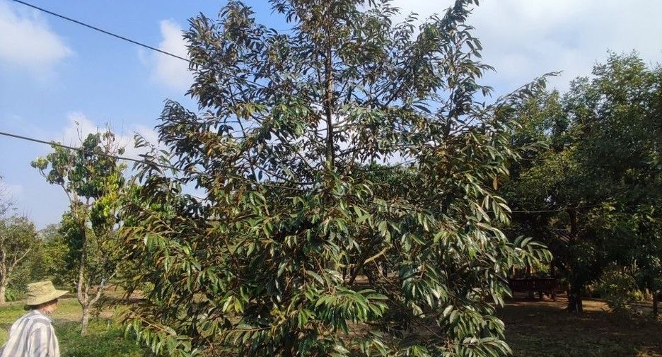 出售 土地 在 Khlung, Chanthaburi