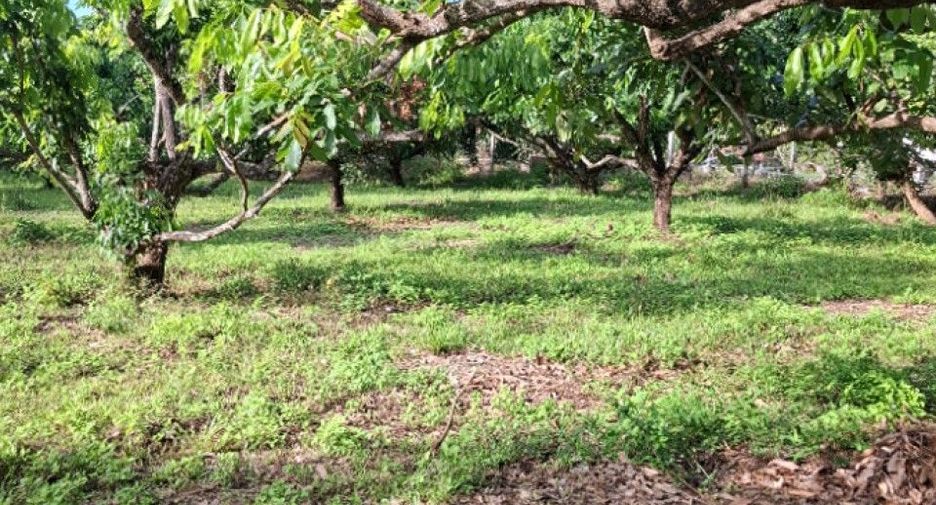 For sale land in Khun Tan, Chiang Rai