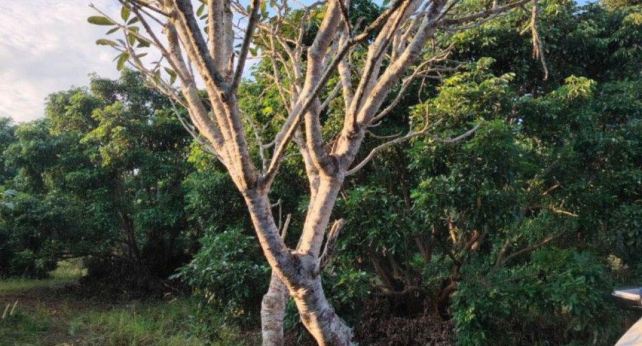 Terreno en venta en Phrao, Chiang Mai