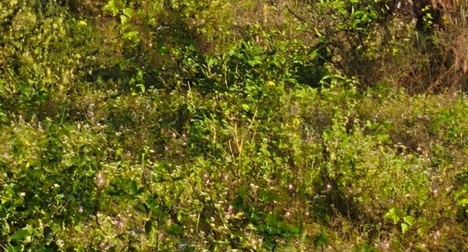 Terreno en venta en Lom Sak, Phetchabun
