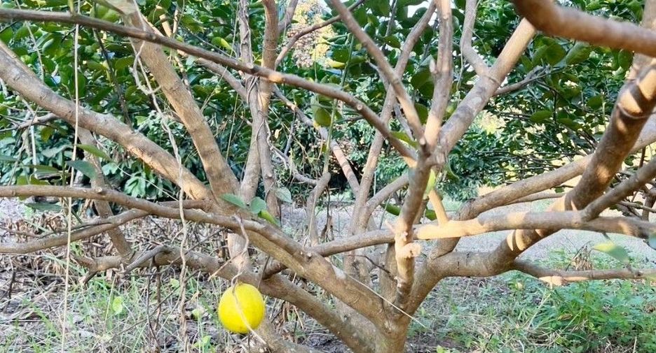 ขาย ที่ดิน ใน แม่ทา, ลำพูน