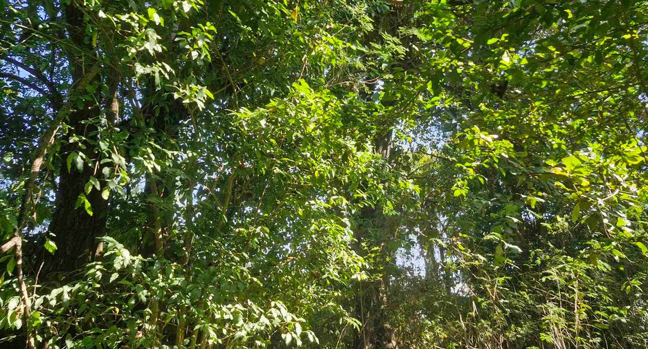 For sale land in Si Sawat, Kanchanaburi