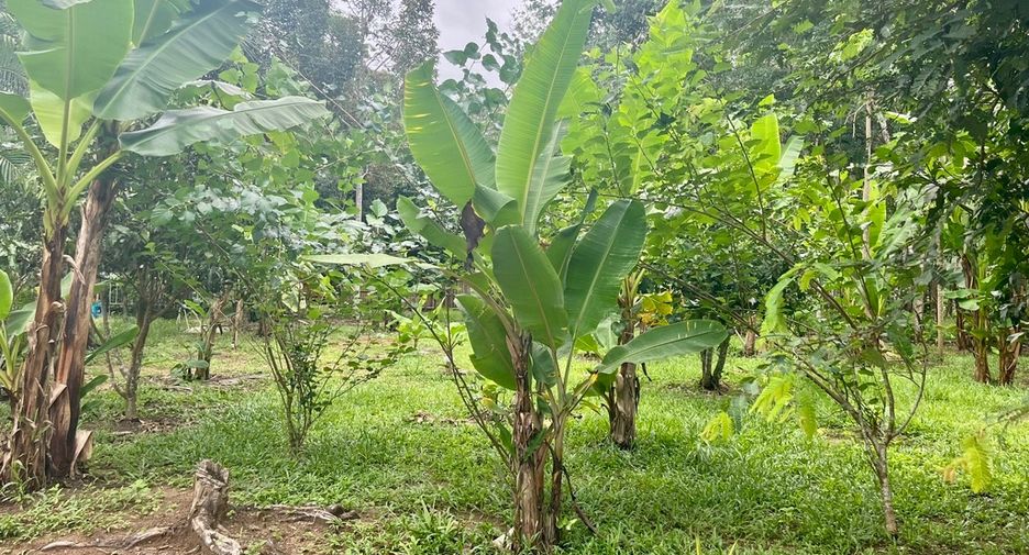 出售 土地 在 Takua Thung, Phangnga