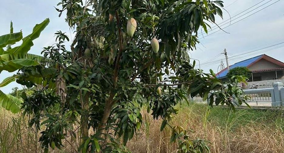 出售 土地 在 Sattahip, Chon Buri