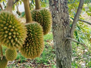 出售 土地 在 Mueang Ratchaburi, Ratchaburi