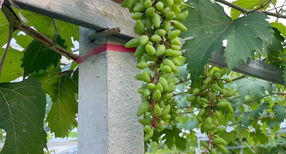 Terreno en venta en Phanat Nikhom, Chonburi