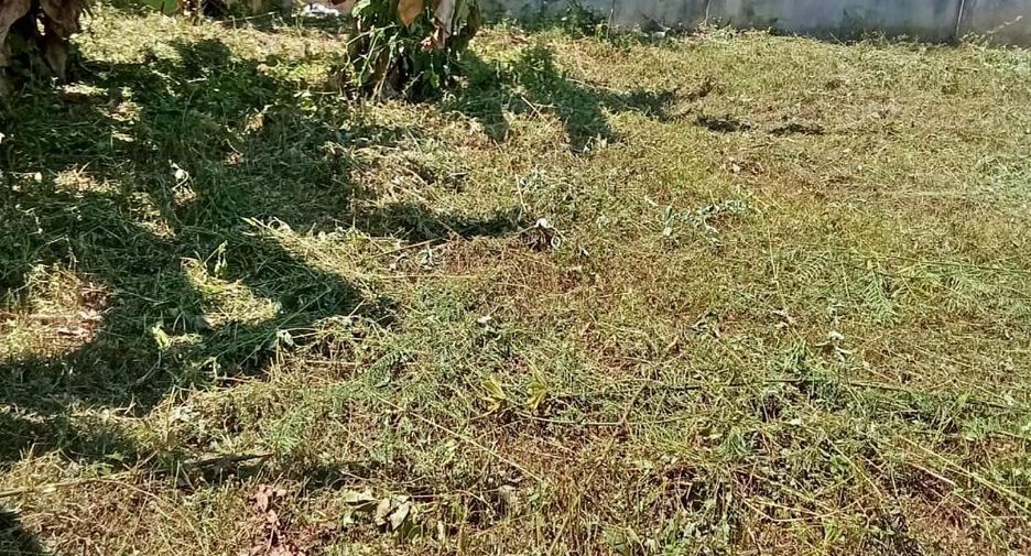 For sale land in Fang, Chiang Mai