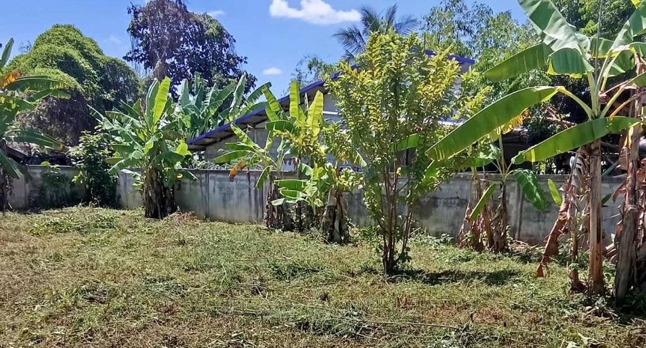 For sale land in Fang, Chiang Mai