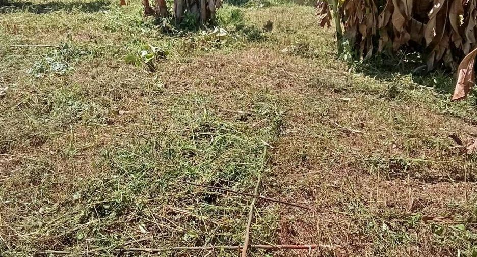 For sale land in Fang, Chiang Mai