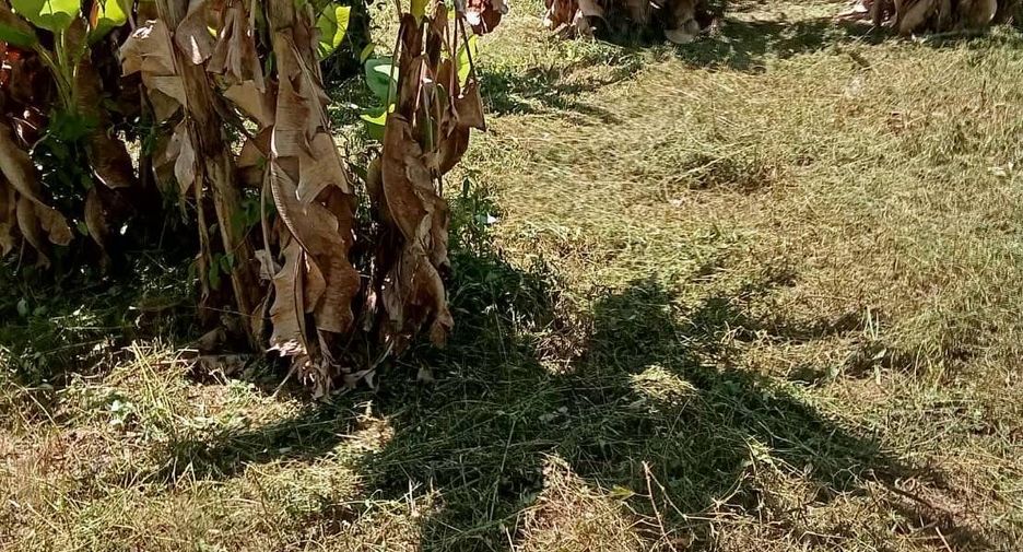 For sale land in Fang, Chiang Mai