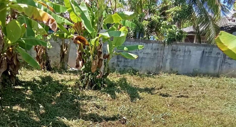 For sale land in Fang, Chiang Mai