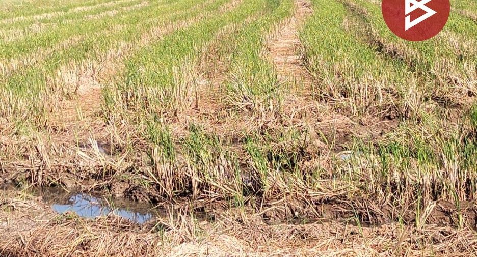 Terreno en venta en Sao Hai, Saraburi