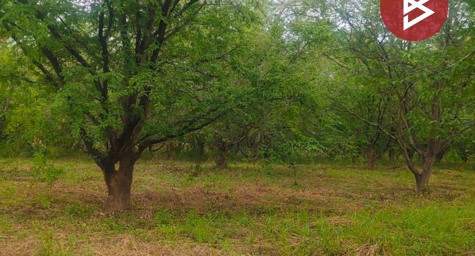 For sale land in Lom Sak, Phetchabun