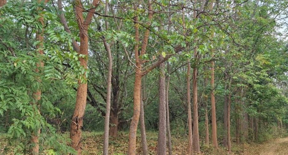For sale land in Lom Sak, Phetchabun