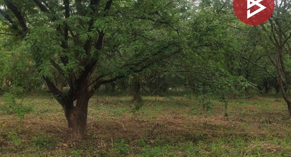 For sale land in Lom Sak, Phetchabun