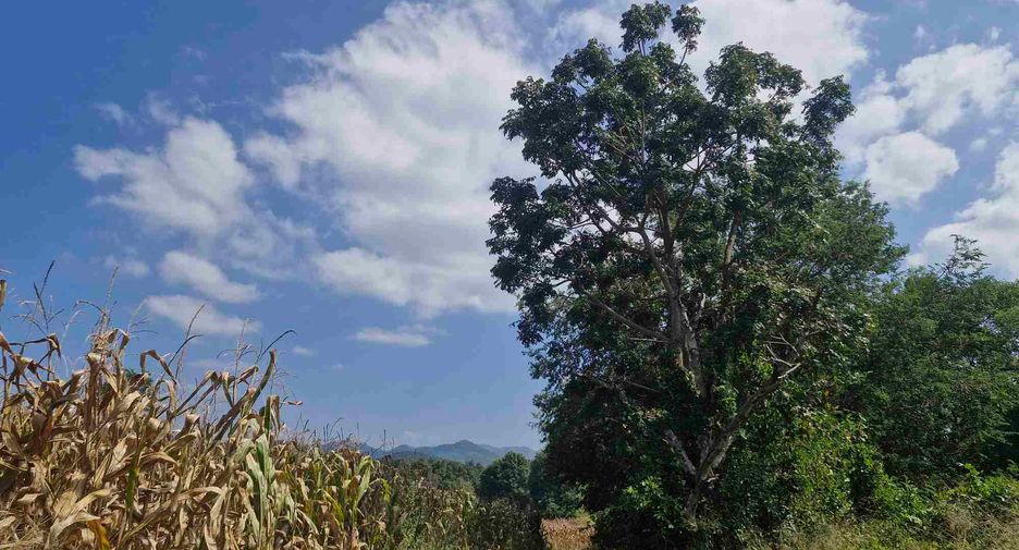 For sale land in Si Sawat, Kanchanaburi