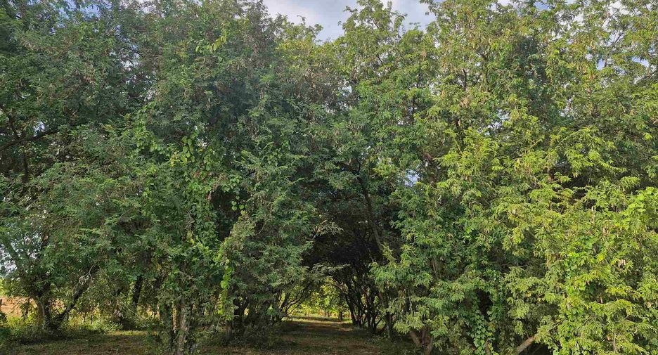 出售 土地 在 Si Sawat, Kanchanaburi