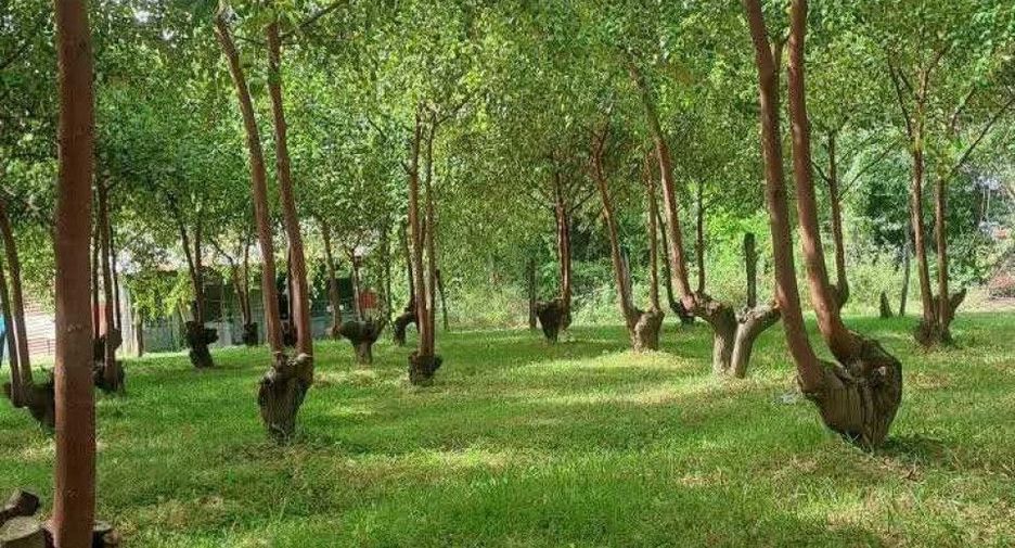 Продажа 3 спальни дом в Lam Plai Mat, Buri Ram